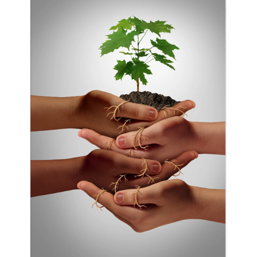Hands holding a seedling to represent the connection between people and plants